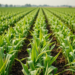 Genetically Engineered Crops Boost Yields and Slow Climate-Driven Shifts in US Farming