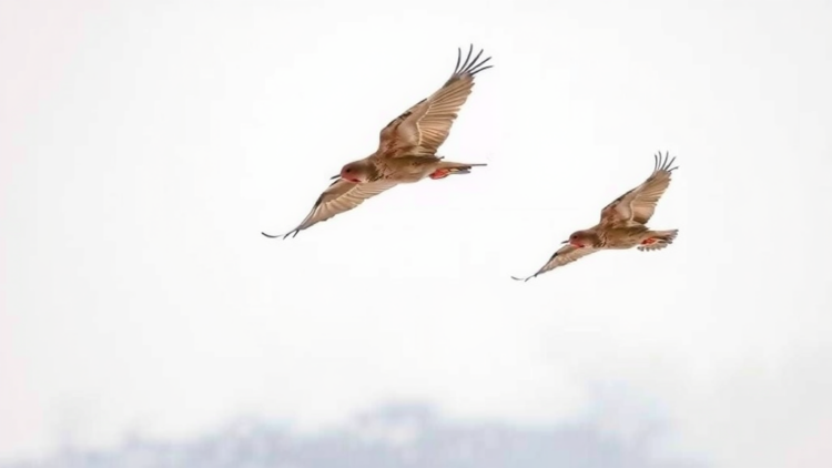Migrating Redwings Carry Lyme-Infected Ticks South Long After Tick Season Ends