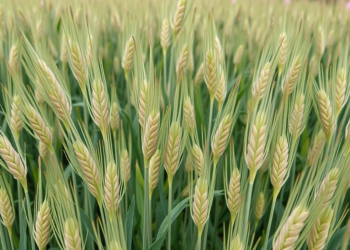 Flax Varieties React Differently to Sowing Density in Kazakhstan’s Harsh Continental Climate