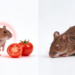 Tomato Pigment Lycopene Shields Mice From Toxic Fungal Contaminant Damage