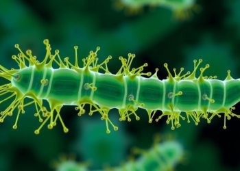 Engineered Bacterium Turns Methanol Into More Biomass While Emitting Less CO2