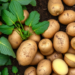 Potato Varieties That Stay Ready: Basal Defence Genes Separate Blight Fighters From Blight Losers