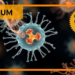 Wolbachia Infection Rescues Riboflavin-Starved Yeast, Modeling Early Symbiosis
