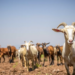 Goat Plague Under the Radar: Hidden Lung Disease Detected in Ethiopian Flocks