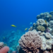 India’s Reefs Tell a Surprising Story of Survival in the Fourth Global Coral Bleaching Event