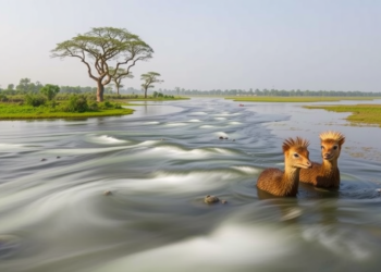 Hidden River in Kaziranga Reveals Surprising Rules of Water Flow