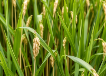 Epigenetic Switches Could Arm Rice Against Its Deadliest Pathogens