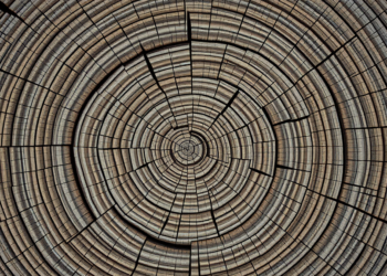 Tree Rings Reveal Hidden Youth of Greece’s Relict Macedonian Pine Forests