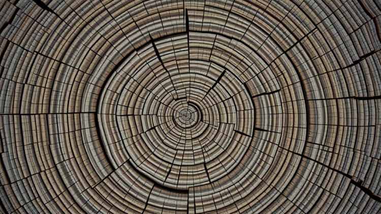 Tree Rings Reveal Hidden Youth of Greece’s Relict Macedonian Pine Forests