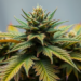 The World’s Most Famous Plant Is Secretly Splintering Into Many Strains