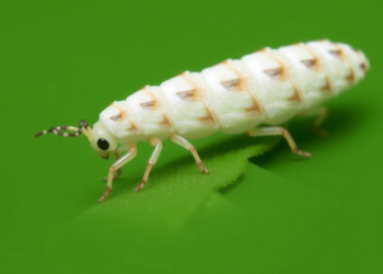 Cotton Leafworm Can Rapidly Evolve Potent Resistance to a Key Insecticide
