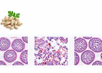 Fluted Pumpkin Seed Extracts Protect Rat Testes from Chemotherapy Damage
