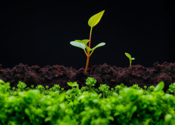 Microbes’ Energy Budget, Not Carbon Supply, Governs How Much Carbon Soils Can Store