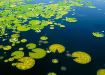 AI Reveals Shifting Nutrient Rules Behind Toxic Lake Algal Blooms