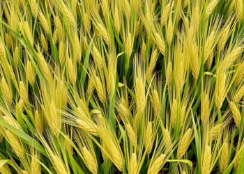 Deep learning model delivers early, honest crop yield forecasts for Germany