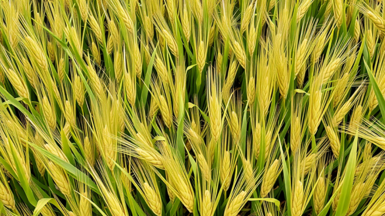 Deep learning model delivers early, honest crop yield forecasts for Germany