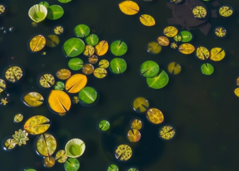 Machine Learning Traces Toxic Algae Risks to Nickel and Nitrogen in Urban Ponds
