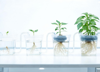 30-Cent Pots, Full Plant Life Cycles: A Hydroponic System Any Lab Can Afford