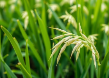 New Aromatic Hybrid Rice Pusa 60 Delivers Big Yields in Just 120 Days