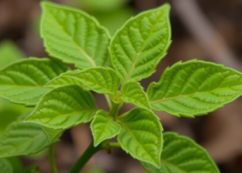 Rare Italian Forest Herb Defies Expectations With Surprising Genetic Resilience and Adaptive Leaf Traits
