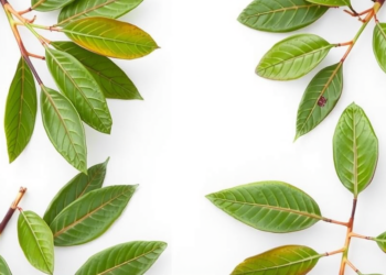 Green Solvents and Microwaves Unlock Antioxidant Treasures Hidden in Eucalyptus Leaves
