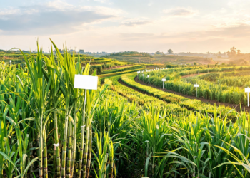 New Mid-Late Maturing Sugarcane Variety CoH 179 Joins India’s Breeding Pipeline