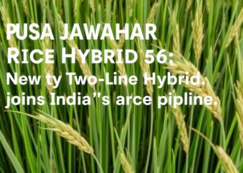 Pusa Jawahar Rice Hybrid 56: New Two-Line Hybrid Joins India’s Rice Pipeline