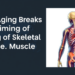 How Aging Breaks the Timing of Skeletal Muscle Repair