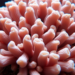 Borneo Soft Coral Reveals Antioxidant Chemistry in Deep Metabolite Scan