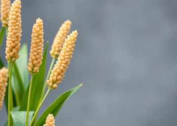 Sorghum’s Rare Antioxidants Offer New Hope for Functional Foods