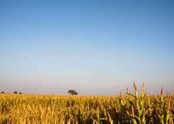 Heat Extremes Are Quietly Reshaping South Africa’s Maize Heartland, Study Finds