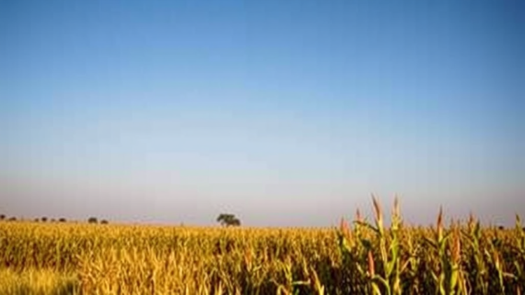 Heat Extremes Are Quietly Reshaping South Africa’s Maize Heartland, Study Finds