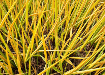 Hidden RNA Circles Help Rice Survive Heat and Drought Together