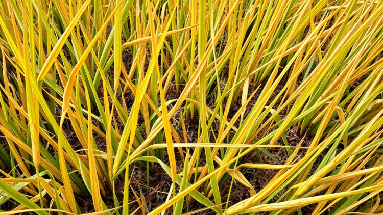 Hidden RNA Circles Help Rice Survive Heat and Drought Together