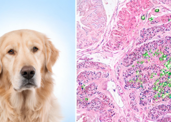 PD-L1 Emerges as Key Survival Marker in Aggressive Canine Gastric Cancer