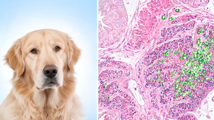 PD-L1 Emerges as Key Survival Marker in Aggressive Canine Gastric Cancer