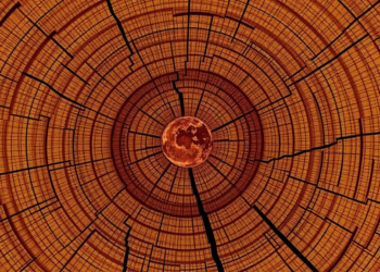 Tree Rings and Cosmic Rays Reveal a Thousand Years of Sunspot Cycles Without the Negative-Number Problem