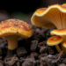 Insect-Killing Fungi Secretly Arm Crops Against Drought, Salt and Toxic Metals