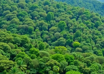 Tropical Forests Recover Unevenly After Bauxite Mining, Decade-Long Study Finds
