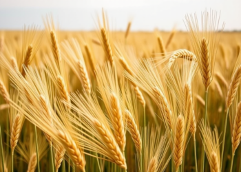 Early Heat Waves Hit Wheat Yields Hardest but Prime Crops to Withstand Later Heat