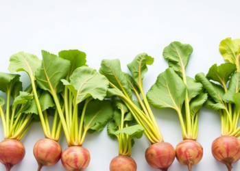 Two Decades of Hybrid Breeding Reshaped Sugar Beet Gene Pools