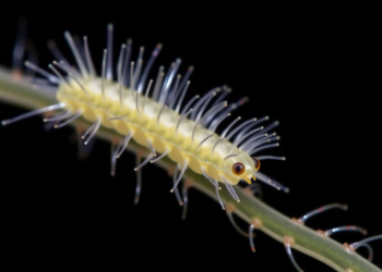 Cilia Give Way to Spines as Miniaturized Parasite Larva Reveals Evolutionary Trick