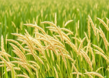 Ancient Indian Grasspea Landraces Yield Safe, High-Protein Breeding Donors