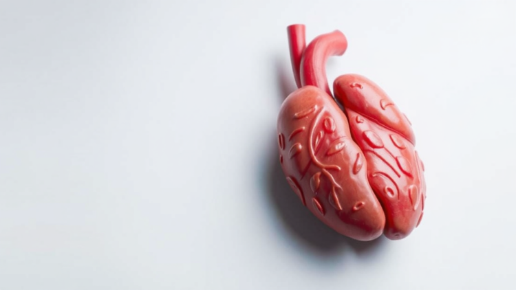 Low-Dose Steroids, Not Vasopressin, Linked to More Organs From Brain-Dead Donors