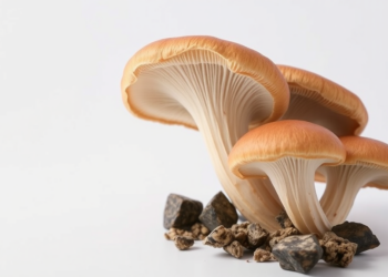 Wood Ear Mushroom Polysaccharide Shows Bone-Building Power Against Osteoporosis