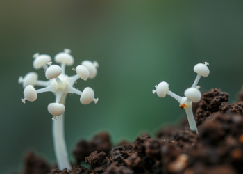 Two Soil Bacteria Compounds Strike Candida at Two Vulnerable Points at Once
