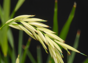 Tetraploid Rice Outperforms Diploid Under Cadmium Stress, Study Reveals