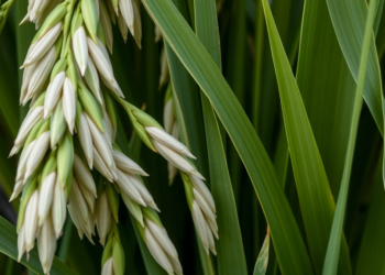 Rice Leaves Reveal a Hidden Genetic Timetable That Governs Grain Filling