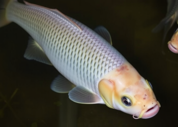 Starve, Then Feast: Restricted Feeding Unlocks Hidden Growth in Farmed Rohu Carp