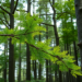 Nitrogen Pollution Still Reshapes Forest Tree Chemistry Without Signs of Saturation